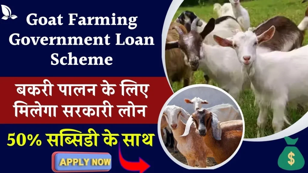 Goat Farming Government Loan Scheme: बकरी पालन के लिए ले ये सरकारी लोन मिलेगी 50% सब्सिडी